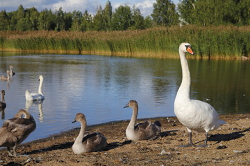 Lake in an urban park, with wildlife
