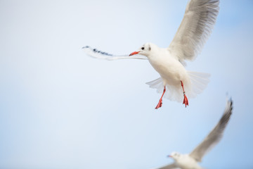 Obraz premium Landeanflug