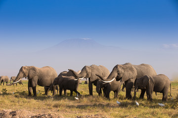Fototapeta na wymiar Herd of elephants In Amboseli National Park Kenia