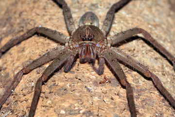 Spider Front Picture. Forest in West Papua, Indonesia
