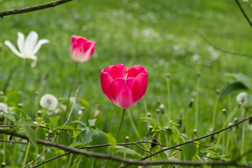 Tulip