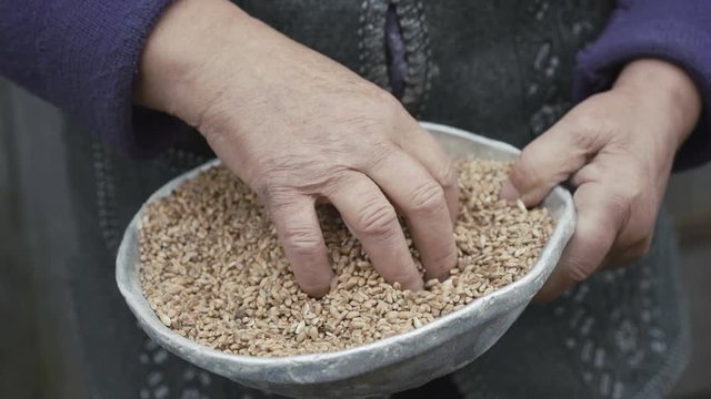 Close up of wrinkled old woman's hands stirring the grains of wheat 4K