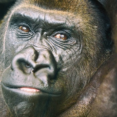 Black Gorilla Portrait