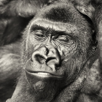 Black Gorilla Portrait