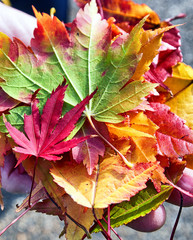 Autumnal leaves in all colours