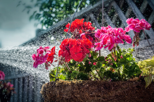 watering a hanging flower basket in summer