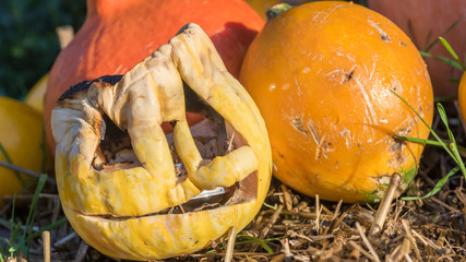 Das richtige Bild für Halloweenhasser