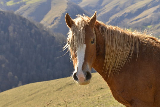 cheval basque: pottok