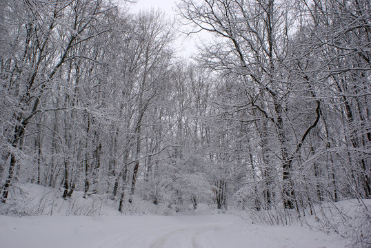 Fototapeta winter road