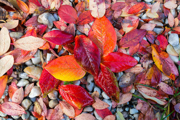 Red, Orange and Yellow Autumn Leaves Background