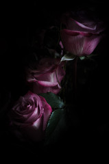 Three vintage roses on a black background