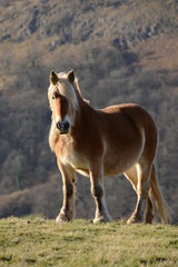 cheval basque: pottok