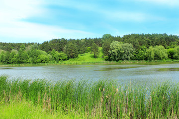 Fototapeta premium summer landscape with forest and river