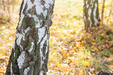 trunk birch in autumn scenery