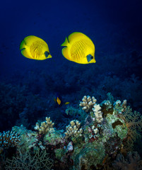 Fototapeta na wymiar Masked Butterflyfish (Chaetodon semilarvatus) swim together on Fury Shoals, Red Sea, Egypt