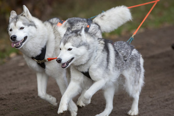 Twee husky honden op snelheid.