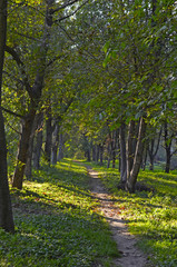 Trail through trees in a forest