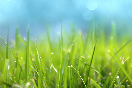 Grass. Fresh green spring grass with dew drops closeup. Sun. Soft Focus. Abstract Nature Background © ruslan_khismatov
