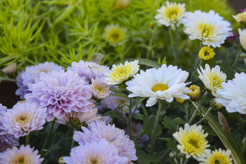 осенние цветы хризантемы