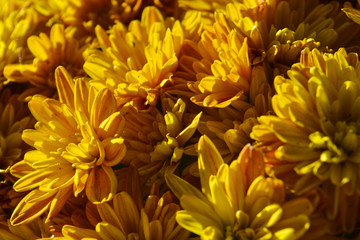 осенние цветы хризантемы