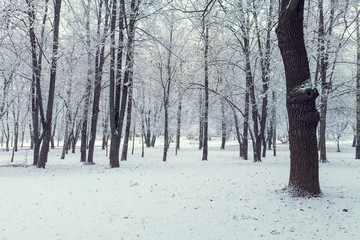 166936 winter forest with trees covered snow