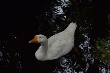 Gęś © Przemysaw