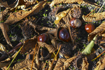 плоды дерева каштан © valteru