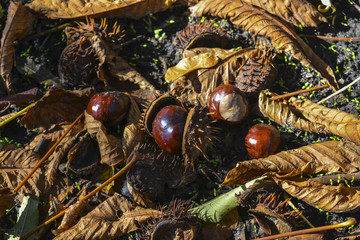 плоды дерева каштан © valteru