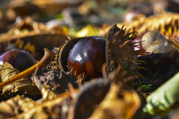 плоды дерева каштан