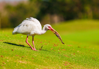 White Ibis