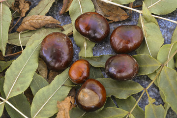 Плоды дерева каштан