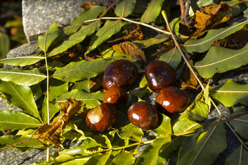 Плоды дерева каштан © valteru