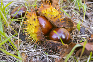 Плоды дерева каштан © valteru