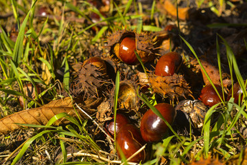 Плоды дерева каштан © valteru