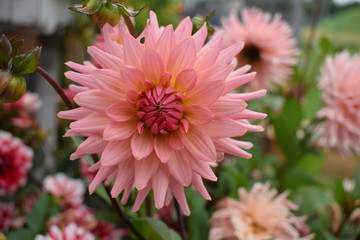 Fototapeta premium Pink flower