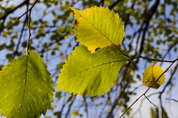желтые листья в осеннем городском парке