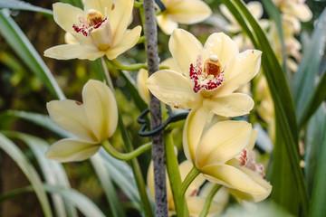Beautiful yellow orchid - Phalaenopsis in tropical gaden