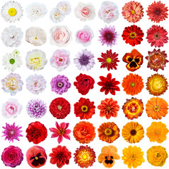 Colorful collage of flowers
