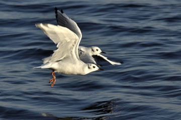 Seagulls flying at sea