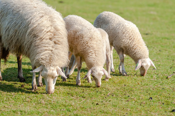 Sheep with young lambs in meadow