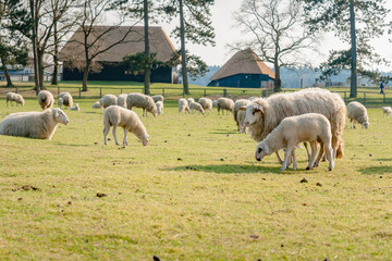 Obraz premium Sheep with young lambs in meadow