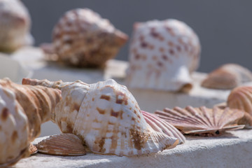 several sea shells on a wall