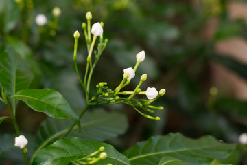 flower buds of Gerdenia Cape Jasmine..