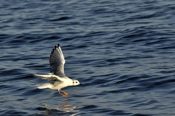Seagulls flying at sea