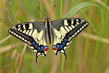 swallowtail