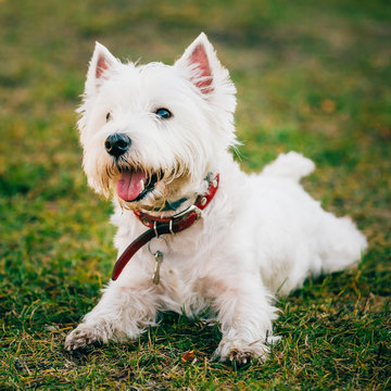 Small West Highland White Terrier - Westie, Westy Dog 