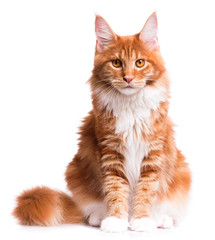 Fototapeta premium Portret krajowy czerwony kotek Maine Coon - 8 miesięcy. Ładny młody kot siedzi z przodu i patrząc na kamery. Ciekawy kotek młody pomarańczowy paski na białym tle.