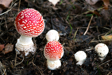 mushroom fly agaric in the forest