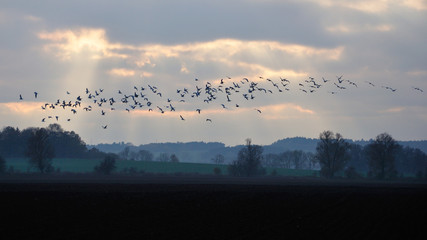 Ptaki zbierające się do odlotu na zimę. - obrazy, fototapety, plakaty