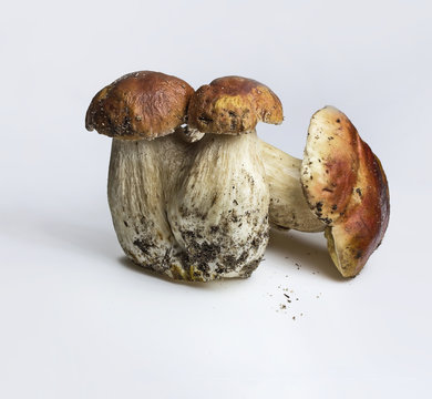 Mushrooms (Boletus edulis) - King bolete, penny bun, porcini,cep